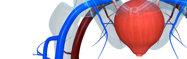 urinary incontinence from peripheral artery disease - LVI Lakeland FL